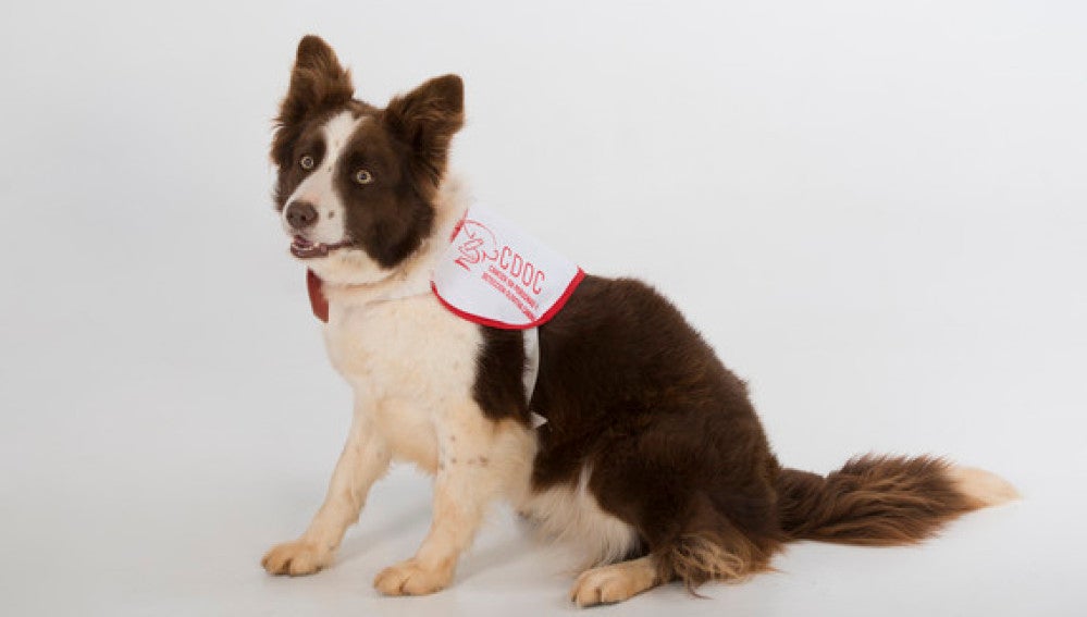 Un proyecto propone adiestrar perros para que sean capaces de detectar el cáncer de próstata