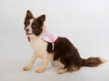 Un proyecto propone adiestrar perros para que sean capaces de detectar el cáncer de próstata Un proyecto propone adiestrar perros para que sean capaces de detectar el cáncer de próstata