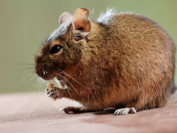 Melomys rubicola Melomys rubicola