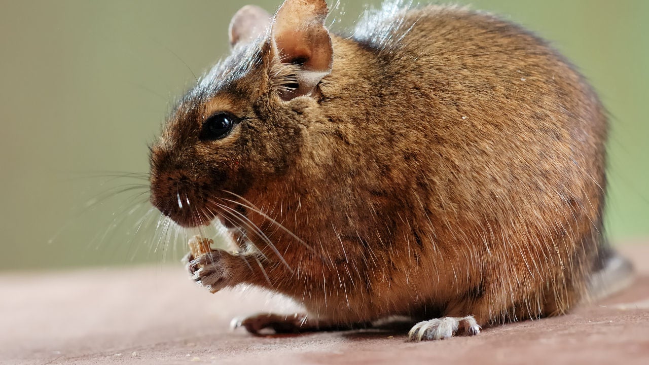 Desaparece la primera especie de mamífero por culpa del cambio climático HAZTE ECO Desaparece la primera especie de mamífero por culpa del cambio climático HAZTE ECO