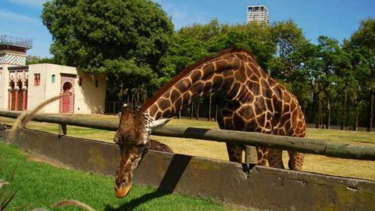 El Zoo de Buenos Aires cierra sus puertas para convertirse en un ...