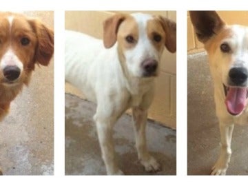 Atresmedia y sus voluntarios colaboran con la protectora ANAA y apadrinan tres perros