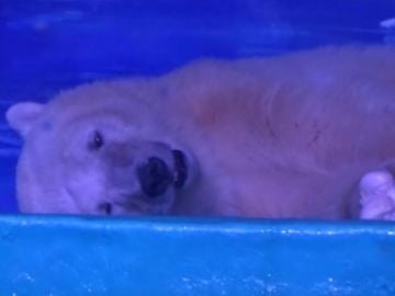 Un oso poplar vive encerrado en un centro comercial mientras posa ante las cámaras de los clientes