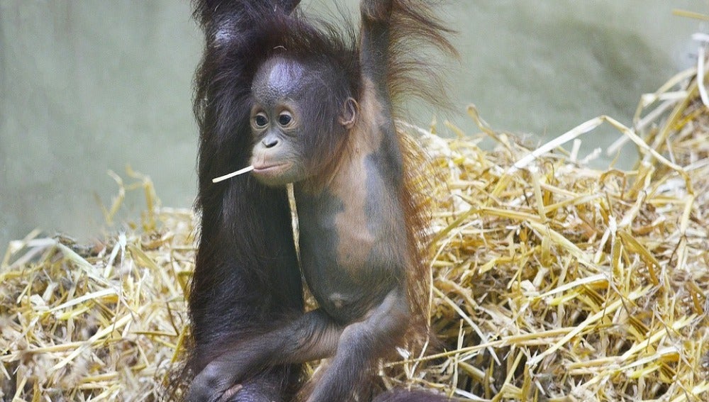 Cría de orangután de Borneo