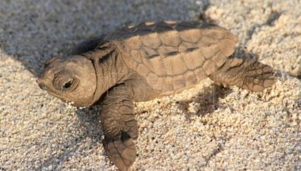 Un ejemplar de tortuga boba deposita un nido de 88 huevos en una playa de Valencia 