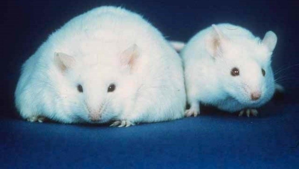 Ratones obesos