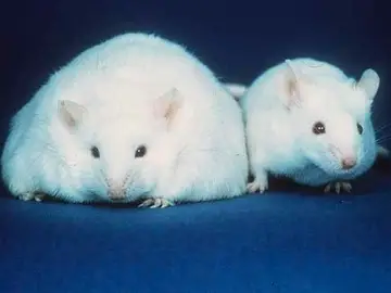 Ratones obesos Ratones obesos