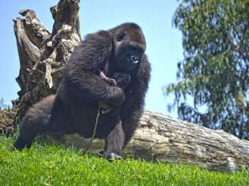 Nace un gorila en el Bioparc de Valencia