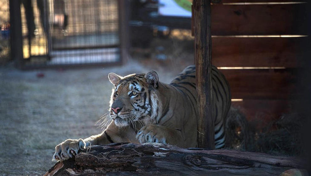El tigre del zoo de Gaza, en su nuevo hogar