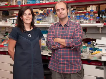 Investigadores del CNIO hallan un gen esencial para la copia del ADN Investigadores del CNIO hallan un gen esencial para la copia del ADN