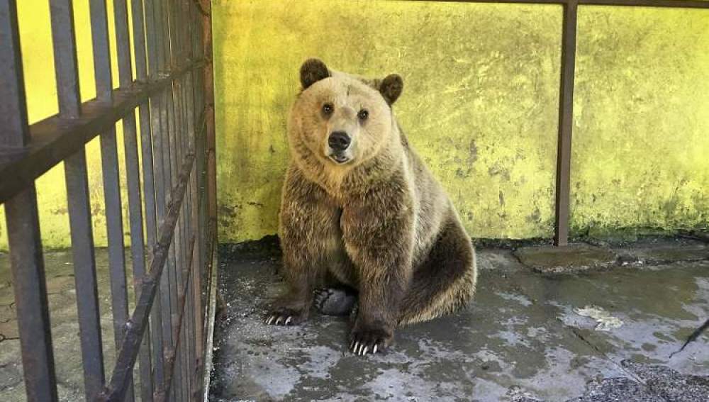 Tomi, el oso que vivió dos años enjaulado