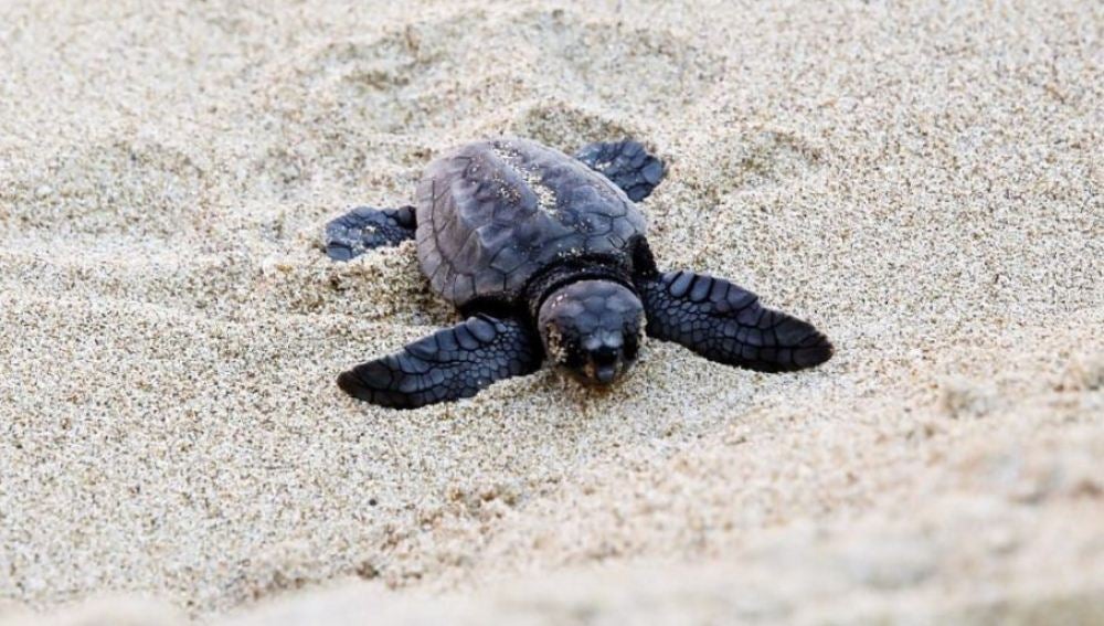 Nacen las primeras crías de tortuga boba del nido de una playa de Valencia 