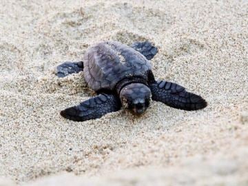 Nacen las primeras crías de tortuga boba del nido de una playa de Valencia 