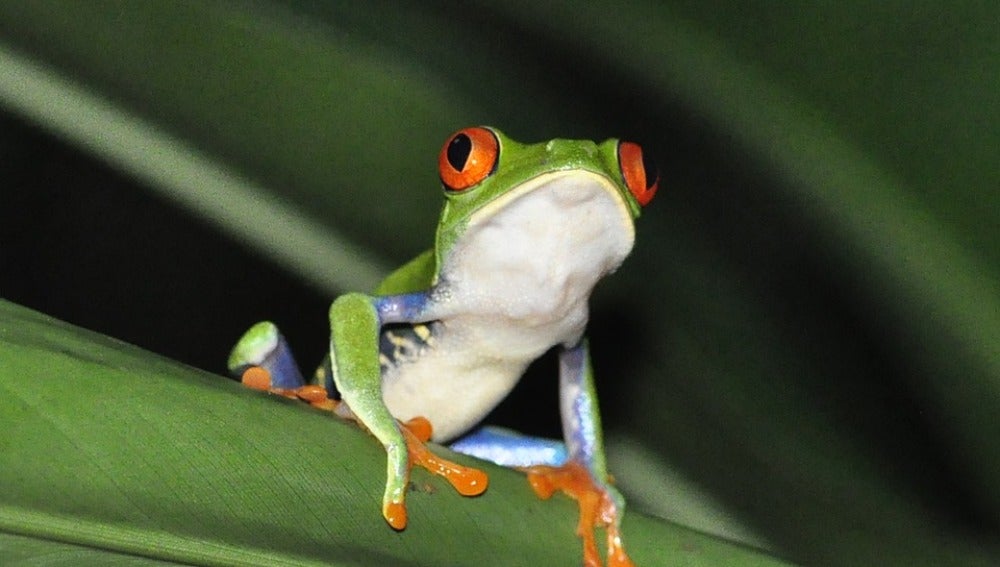 Nicaragua protege a las ranas de ojos rojos ante la amenaza del cambio climático 