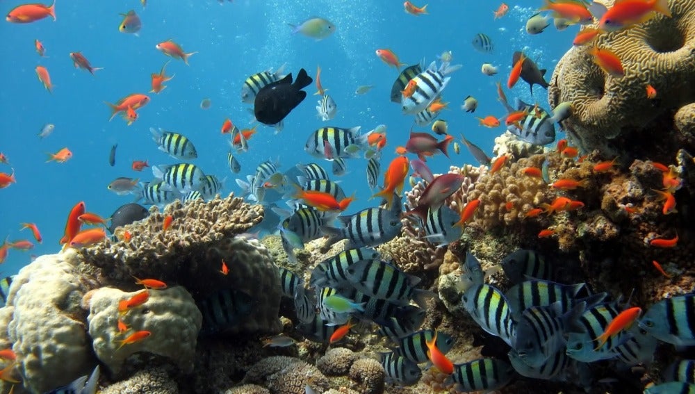 Los peces coralinos también se estresan si pierden peso y si son separados de sus padres 