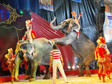Circo con animales