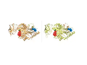 Investigadores del CNIO desmontan uno de los mitos de la innovación biológica Investigadores del CNIO desmontan uno de los mitos de la innovación biológica
