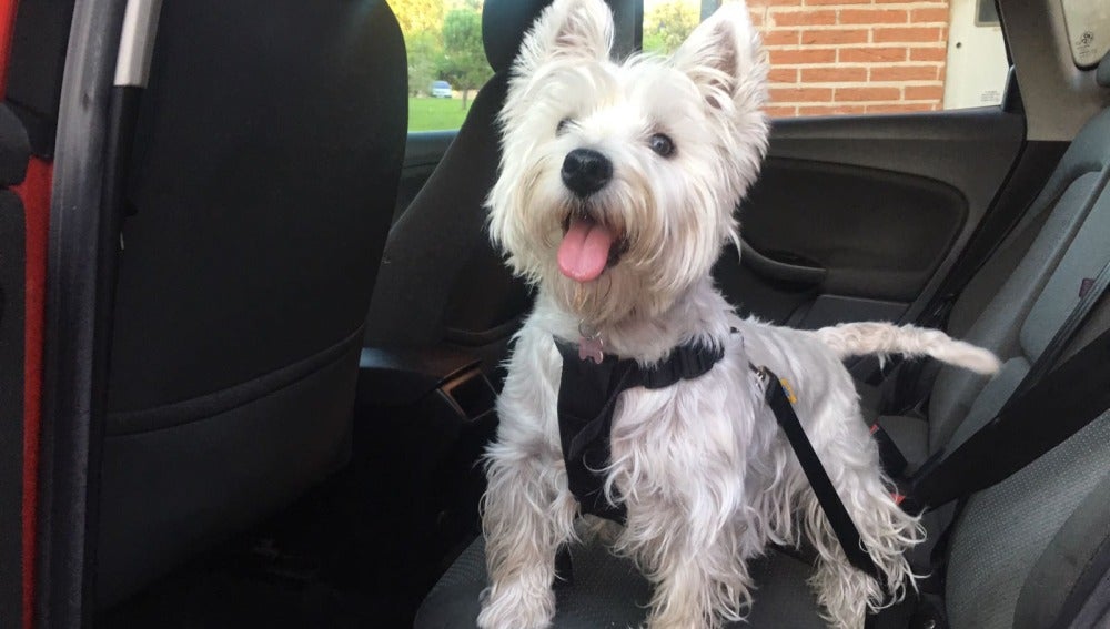 Sistemas de retención para llevar a tu mascota en el coche de forma segura 