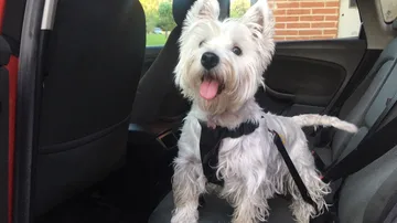 Sistemas de retención para llevar a tu mascota en el coche de forma segura 
