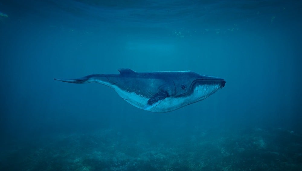 Greenpeace propone salvar a las ballenas con la creación de santuario marino en el Atlántico 