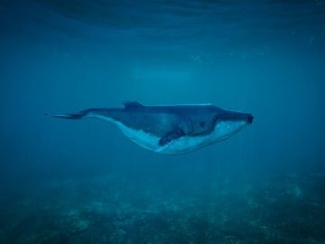 Greenpeace propone salvar a las ballenas con la creación de santuario marino en el Atlántico 