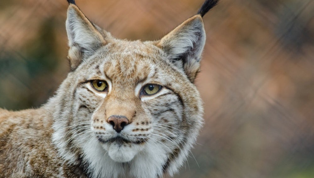 Portugal desarrollará un proyecto para reintroducir el lince ibérico en el país 