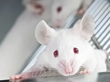 Ratón Ratón