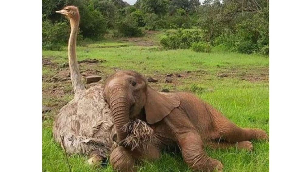 La conmovedora historia de amistad entre un avestruz y un elefante huérfanos 
