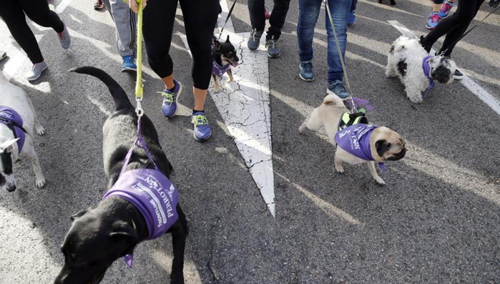 Más de 3.500 perros y sus compañeros humanos corren en el Perrotón 2016