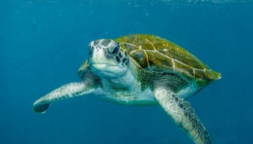 La tortuga verde, un animal en peligro crítico de extinción 