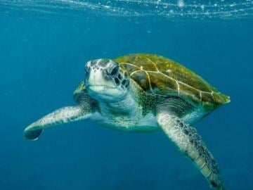 La tortuga verde, un animal en peligro crítico de extinción La tortuga verde, un animal en peligro crítico de extinción