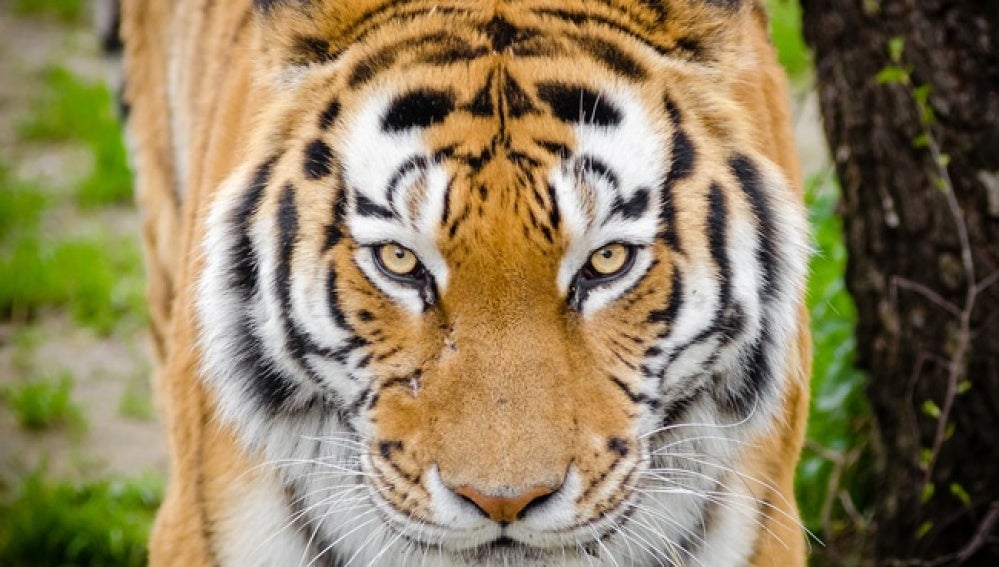 Diez curiosidades sobre los tigres 