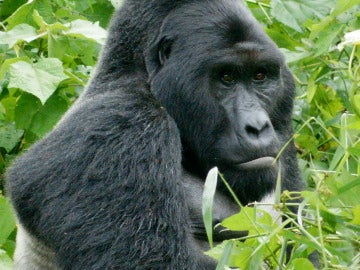 El gorila oriental del Congo está en peligro crítico de extinción