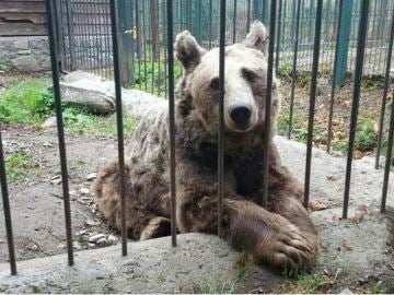 Mimo y Arán, los dos osos de Arties que vivían en cautiverio, llegan al santuario de Hungría