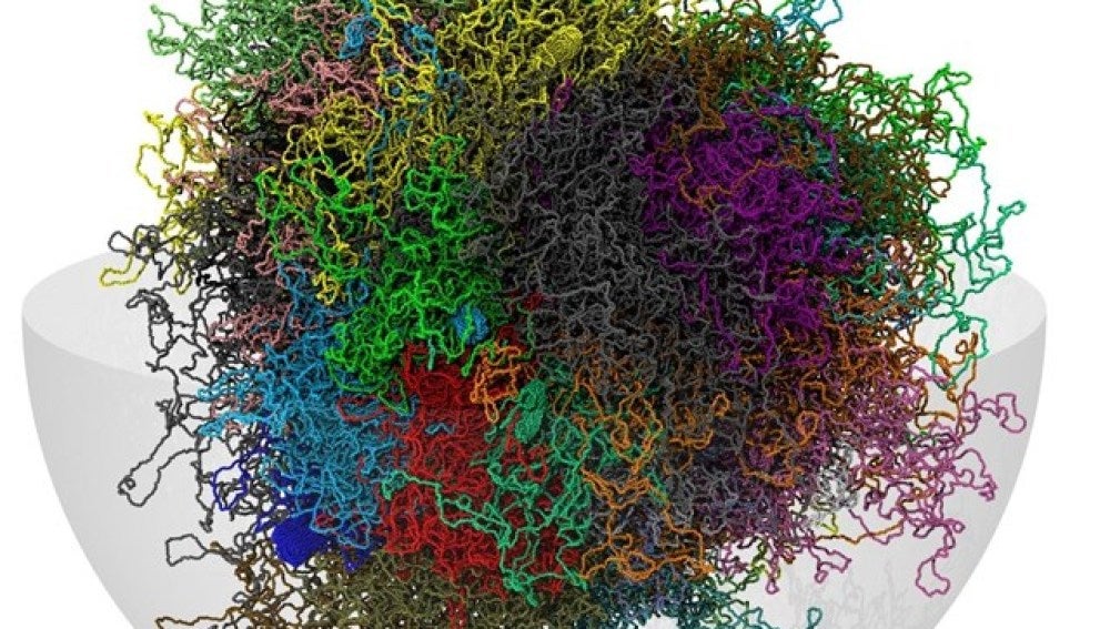 Desarrollan un modelo informático en 3-D del genoma humano