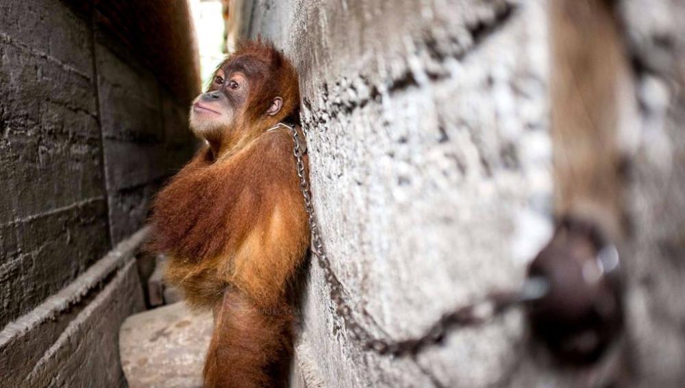 Rescatan a Minky, un pequeño orangután encadenado a una pared en Sumatra 