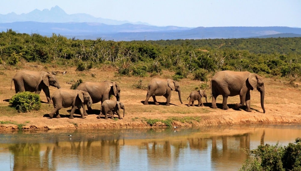 La caza furtiva de elefantes africanos produce pérdidas millonarias en el turismo