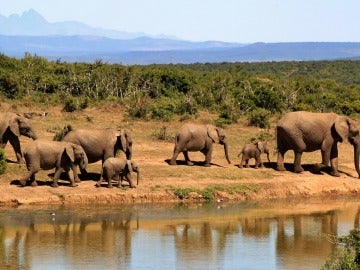 La caza furtiva de elefantes africanos produce pérdidas millonarias en el turismo
