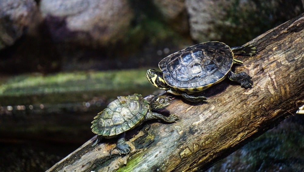 Liberadas medio millón de tortugas en la reserva natural de la Amazonia peruana.