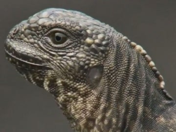 Decenas de serpientes persiguen a un lagarto en un vídeo que se ha convertido en viral Decenas de serpientes persiguen a un lagarto en un vídeo que se ha convertido en viral