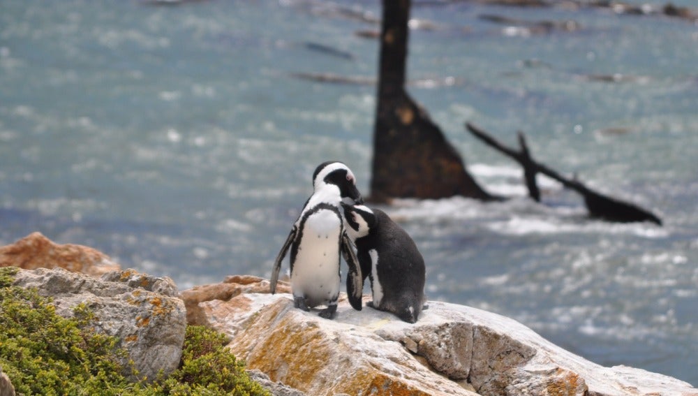 Los pingüinos sudafricanos pueden salvarse gracias a proyectos de rehabilitación