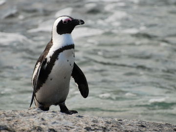 Pingüino africano