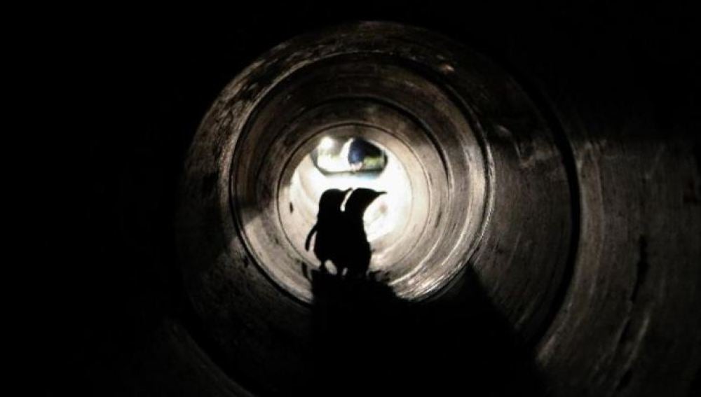Nueva Zelanda construye un túnel para que los pingüinos puedan llegar hasta sus nidos 