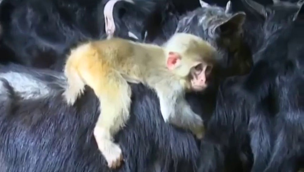 Una cabra adopta un mono huérfano una granja de China | HAZTE ECO
