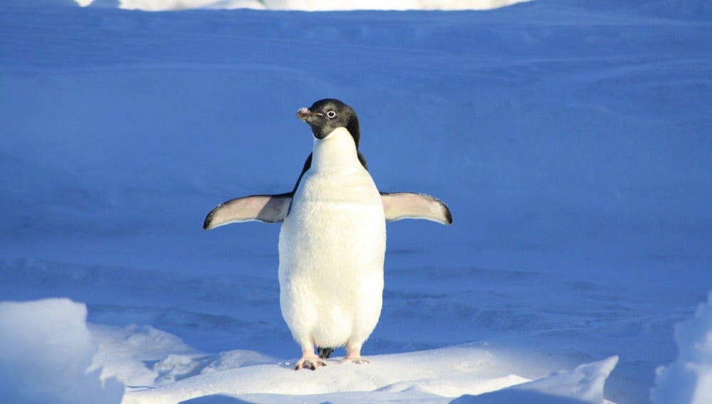 Los pingüinos de la Antártida podrían quedarse sin hogar debido al cambio climático