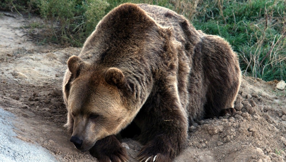 Un oso pardo muere atrapado en una trampa ilegal