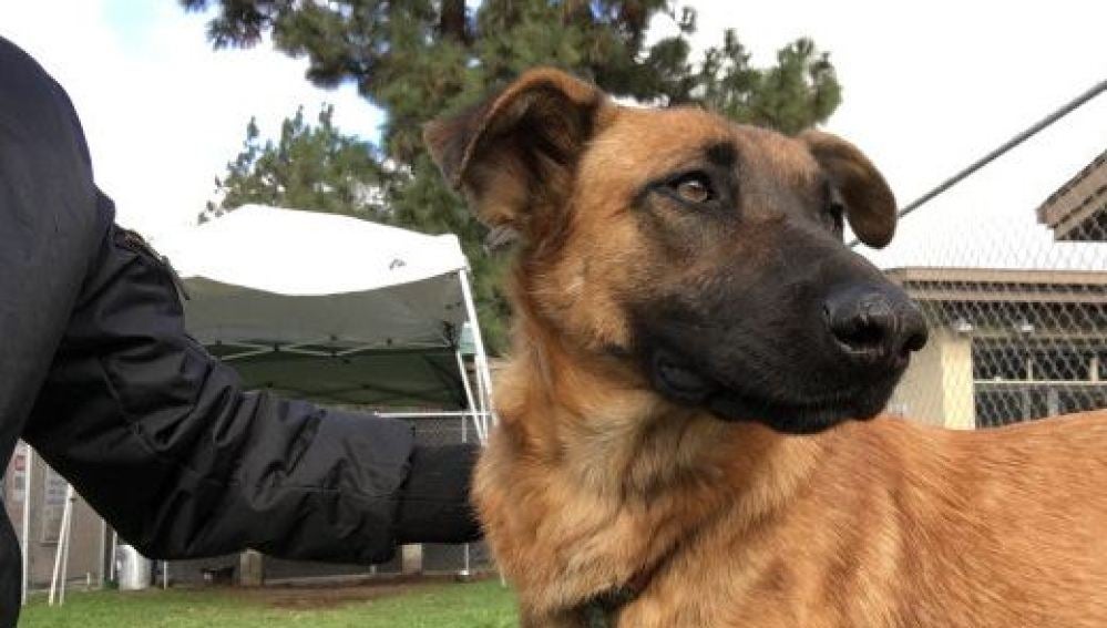 Una familia acude a un refugio para adoptar a una nueva mascota y se encuentran al perro que habían abandonado 