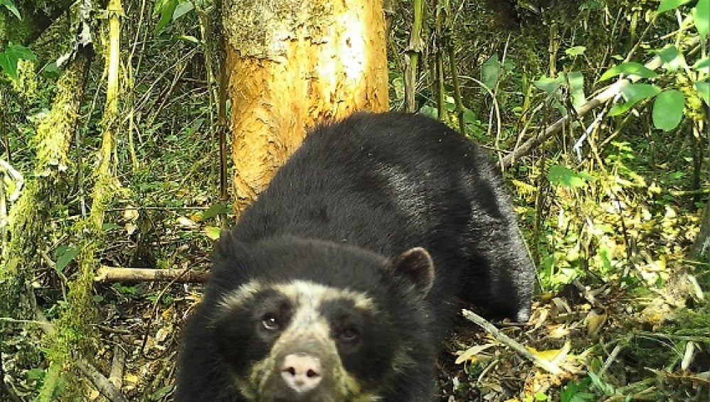 Una cámara trampa capta por primera vez al oso de anteojos