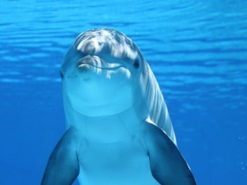 El turismo comienza a tener efectos negativos en los delfines de Asia