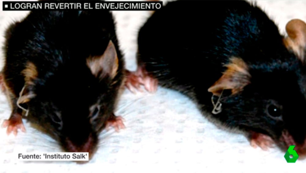 Científicos españoles logran revertir el envenjecimiento en ratones